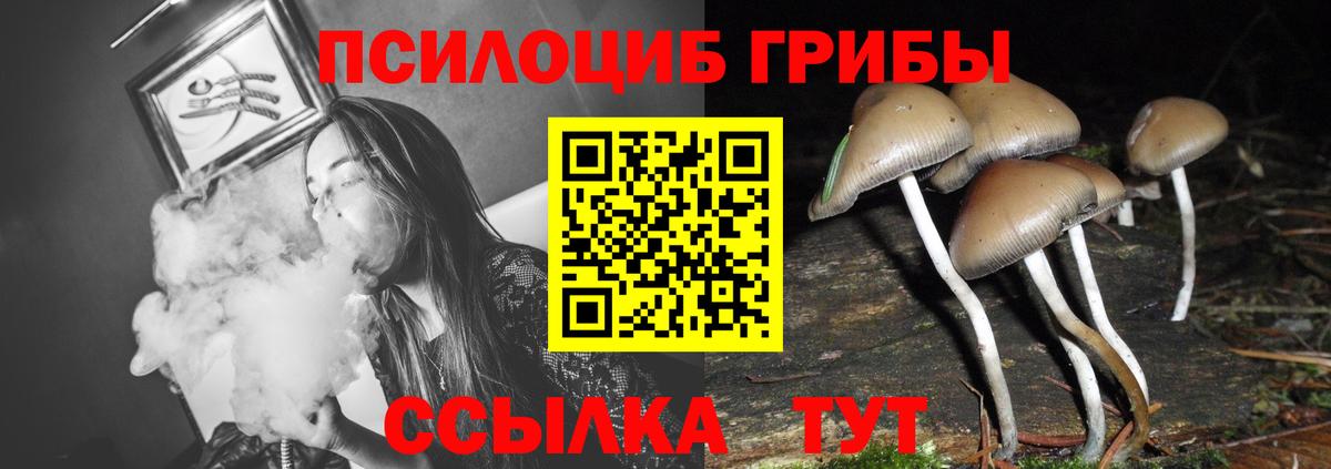 Псилоцибиновые грибы Psilocybine cubensis Ярославль
